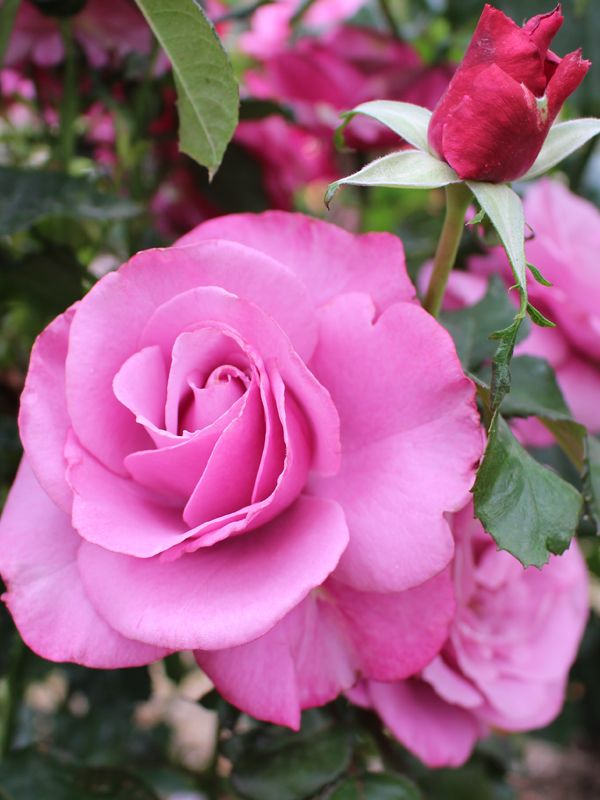 Swane's Nurseries Barbra Streisand Roses