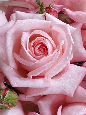 Love Heart  Wagner's Rose Nursery