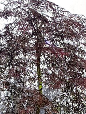 Lowe's Dwarf Burgundy Plum Tree - Prunus salicina 'Burgundy